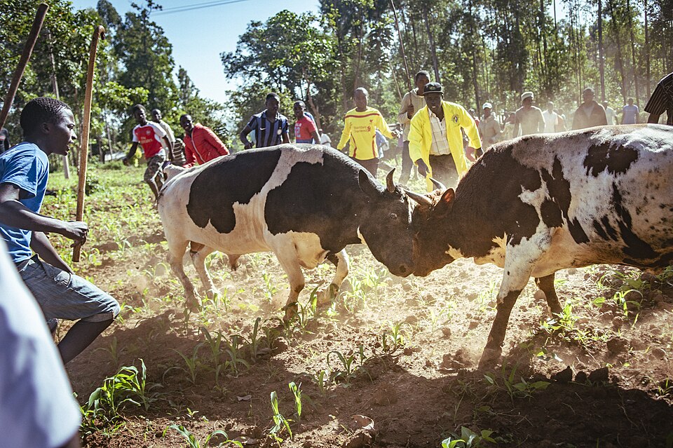 Bullfighting in Kakamega Kenya