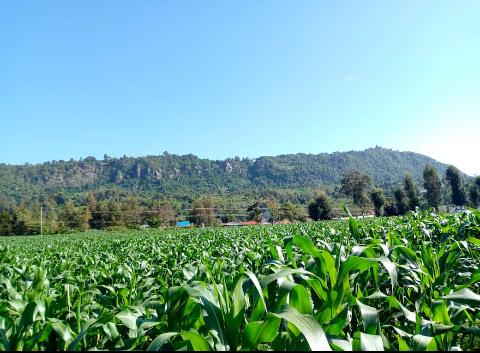 Maize Plantation in Kitale
