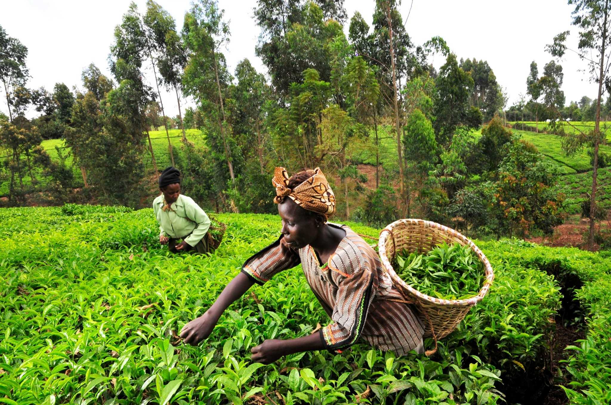 Tea plantation in Kaimosi, Vihiga County