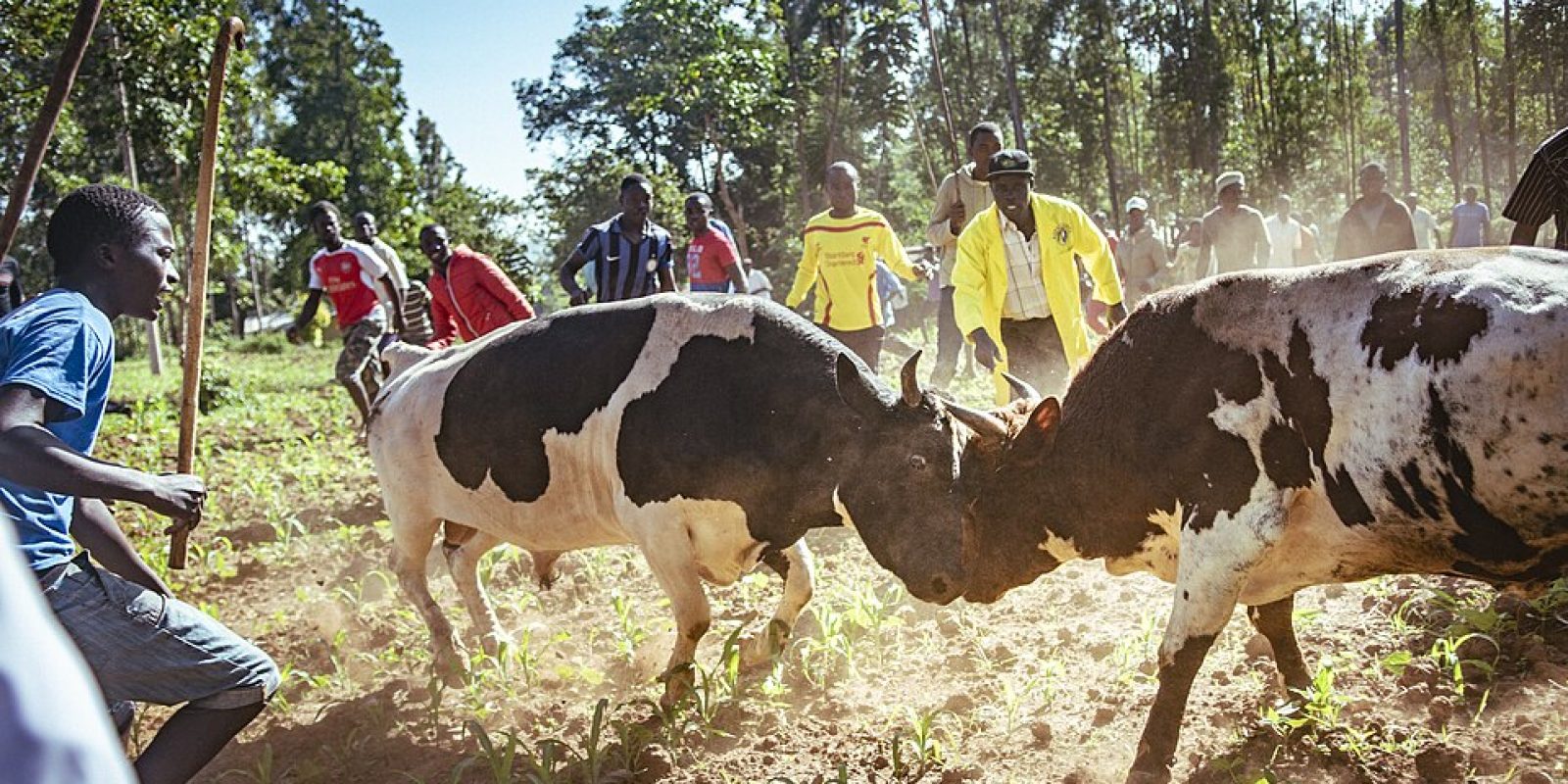 Bullfighting in Kakamega, Kenya