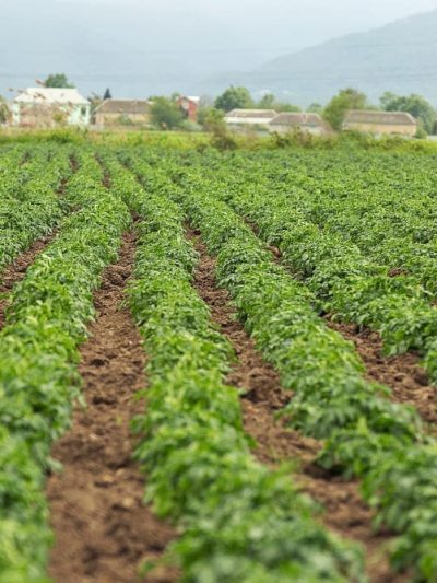 🌾 Agricultural Land