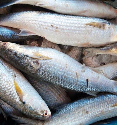 🐟 Fish & Aquatic Farming