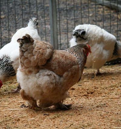 🕊️ Birds & Poultry