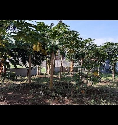 🌱 Plants, Trees & Seedlings